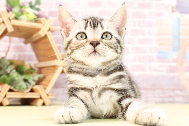 静岡県のアメリカンショートヘアー (Coo&RIKU富士店/2024年3月14日生まれ/女の子/シルバーパッチドタビー)の子猫