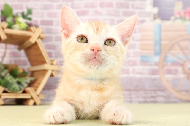 静岡県のアメリカンショートヘアー (Coo&RIKU静岡SBS通り店/2024年3月14日生まれ/男の子/レッドタビー)の子猫