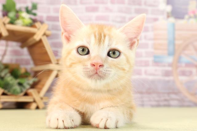 愛知県のアメリカンショートヘアー (Coo&RIKU半田店/2024年3月14日生まれ/男の子/レッドタビー)の子猫