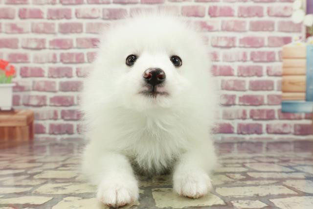 兵庫県の日本スピッツ (Coo&RIKU神戸垂水店/2024年3月15日生まれ/男の子/ホワイト)の子犬