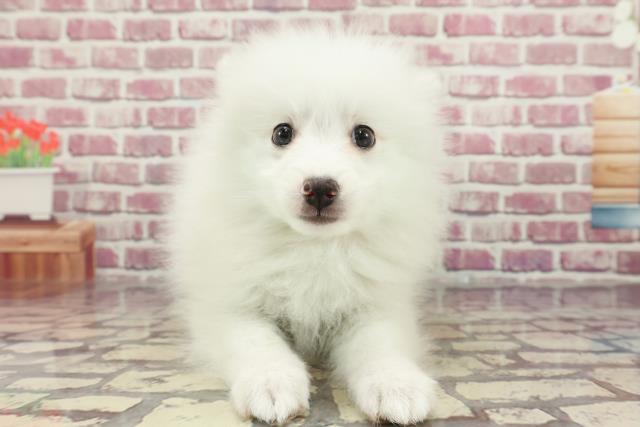 東京都の日本スピッツ (Coo&RIKU足立本店/2024年3月15日生まれ/女の子/ホワイト)の子犬