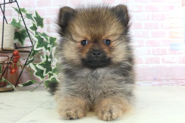 長崎県のポメラニアン (Coo&RIKU大村店/2024年3月19日生まれ/男の子/ウルフセーブル)の子犬