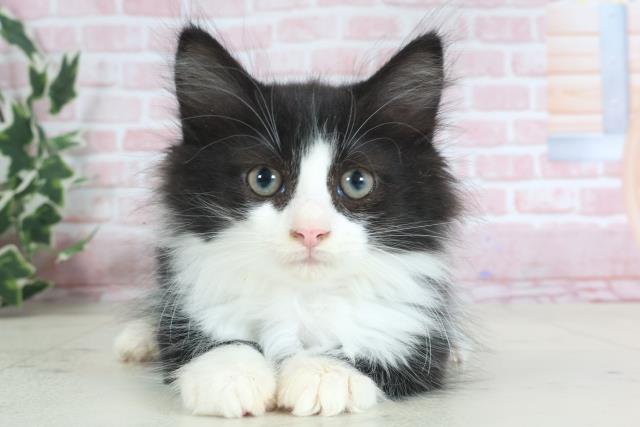 熊本県のノルウェージャンフォレストキャット (Coo&RIKUカリーノ菊陽店/2024年3月3日生まれ/女の子/ブラックホワイト)の子猫