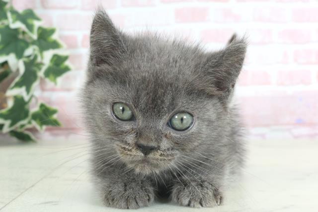 大分県のブリティッシュショートヘアー (Coo&RIKU大分店/2024年3月19日生まれ/男の子/ブルー)の子猫