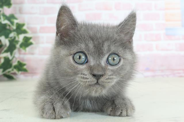 鹿児島県のブリティッシュショートヘアー (Coo&RIKU鹿児島店/2024年3月19日生まれ/男の子/ブルー)の子猫