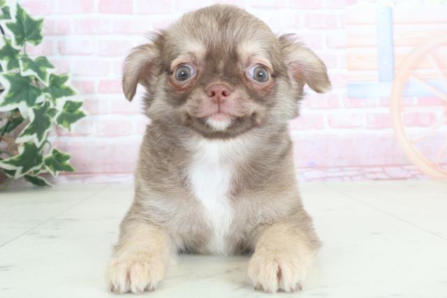 熊本県のチワワ(ロング) (Coo&RIKU熊本店/2024年3月13日生まれ/男の子/チョコレートフォーンホワイト)の子犬