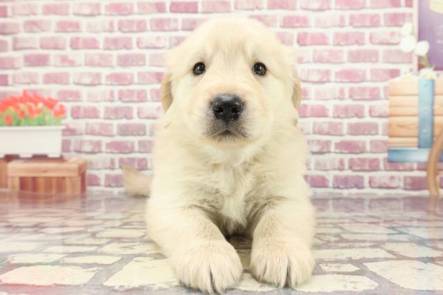 千葉県のゴールデンレトリバー (Coo&RIKU南柏店/2024年3月17日生まれ/男の子/ゴールデン)の子犬