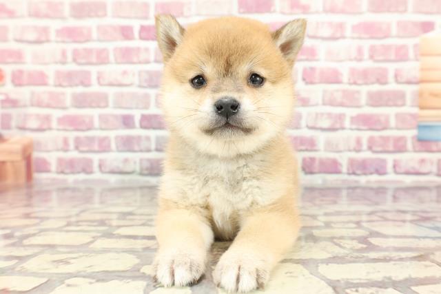 東京都の豆柴 (Coo&RIKU武蔵小山店/2024年3月19日生まれ/女の子/赤)の子犬