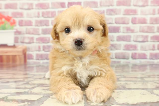 神奈川県のマルプー(マルチーズ×プードル) (Coo&RIKUパウ川崎店/2024年3月12日生まれ/女の子/アプリコットホワイト)の子犬