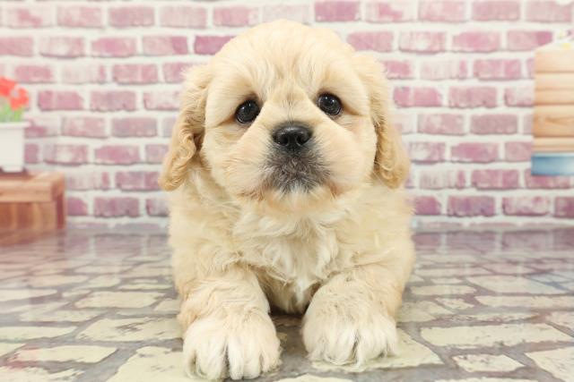 兵庫県のペキプー(ペキニーズ×プードル) (Coo&RIKU姫路店/2024年3月17日生まれ/男の子/アプリコット)の子犬