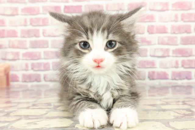 福島県のノルウェージャンフォレストキャット (Coo&RIKU郡山店/2024年3月20日生まれ/男の子/ブルータビーホワイト)の子猫