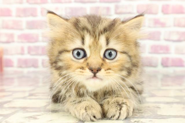 福島県のラガマフィン (Coo&RIKU郡山店/2024年3月20日生まれ/男の子/ブラウンタビー)の子猫