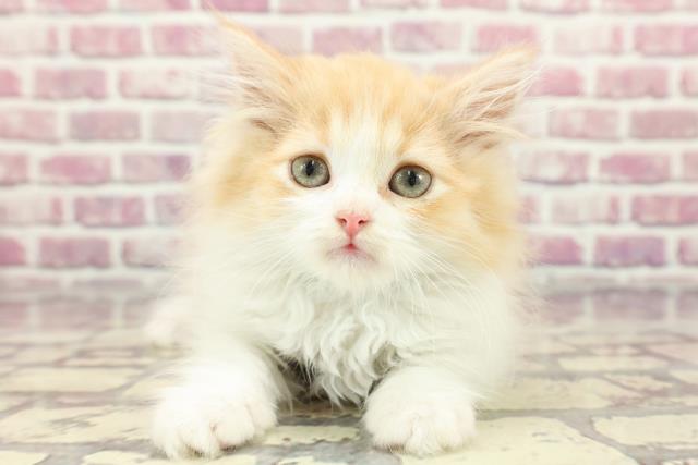埼玉県のラガマフィン (Coo&RIKUアニマルケアセンター大宮/2024年3月20日生まれ/男の子/レッドタビーホワイト)の子猫