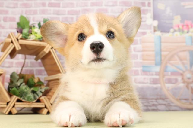 静岡県のウェルシュコーギーペンブローク (Coo&RIKU浜松店/2024年3月19日生まれ/女の子/セーブルホワイト)の子犬