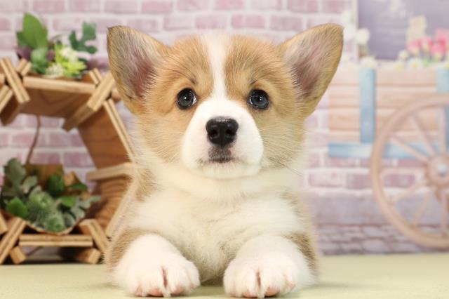 愛知県のウェルシュコーギーペンブローク (Coo&RIKU半田店/2024年3月19日生まれ/女の子/セーブルホワイト)の子犬