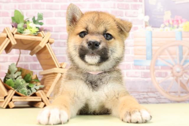 静岡県の柴犬(標準サイズ) (Coo&RIKU沼津店/2024年3月20日生まれ/女の子/赤)の子犬