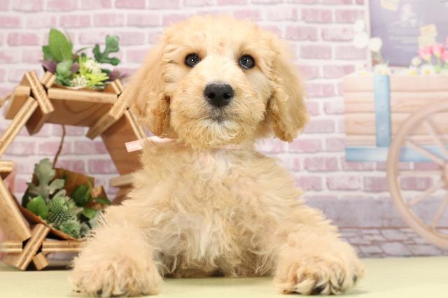 愛知県のスタンダードプードル (Coo&RIKU半田店/2024年3月9日生まれ/女の子/アプリコット)の子犬