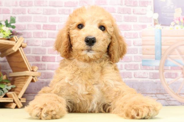 兵庫県のスタンダードプードル (Coo&RIKU三木店/2024年3月9日生まれ/女の子/アプリコット)の子犬