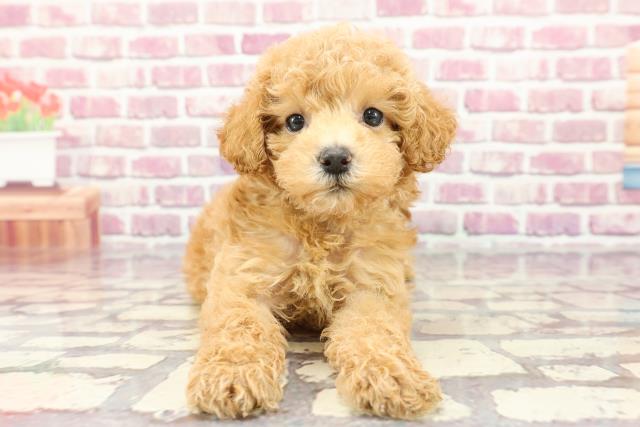 東京都のトイプードル(トイ) (Coo&RIKU武蔵小山店/2024年3月19日生まれ/女の子/アプリコット)の子犬