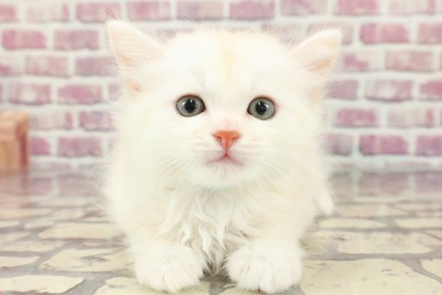 奈良県のミヌエット (Coo&RIKU天理店/2024年3月19日生まれ/男の子/クリームタビーホワイト)の子猫