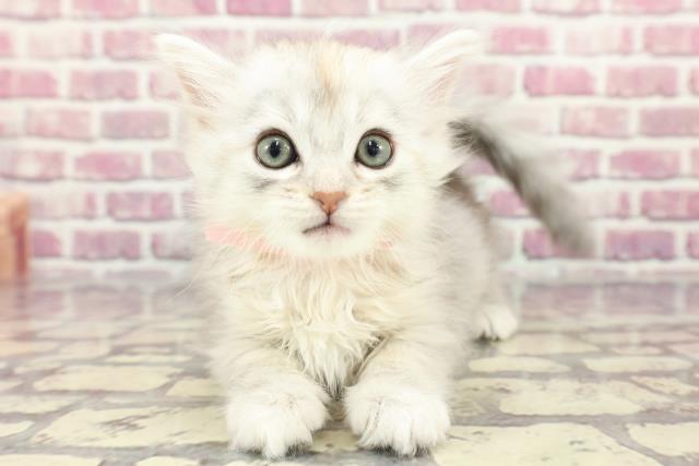 兵庫県のミヌエット (Coo&RIKU尼崎店/2024年3月19日生まれ/女の子/シルバーパッチドタビーホワイト)の子猫