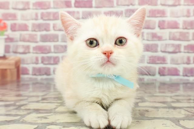 兵庫県のミヌエット (Coo&RIKU神戸垂水店/2024年3月20日生まれ/男の子/クリームタビーホワイト)の子猫