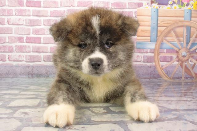 2024年3月21日生まれの秋田犬の1枚目の写真