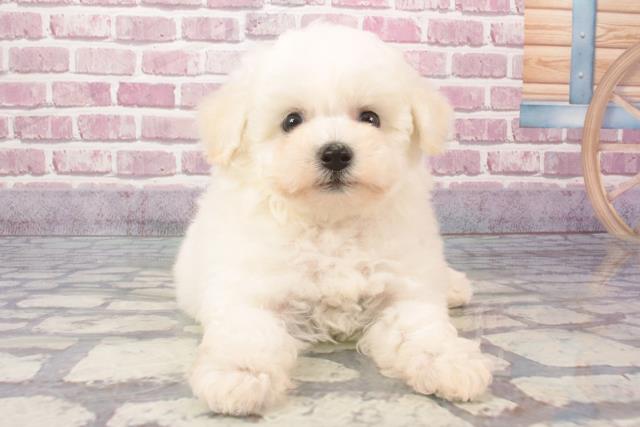 和歌山県のビションプー(ビションフリーゼ×プードル) (Coo&RIKU和歌山店/2024年3月18日生まれ/女の子/ホワイト)の子犬