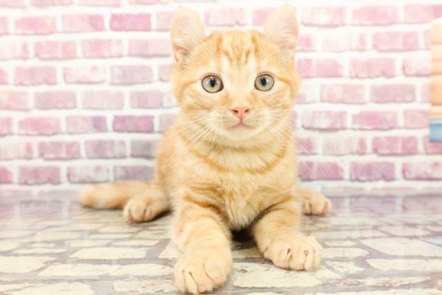 山口県のアメリカンカール (Coo&RIKUシーモール下関店/2024年3月15日生まれ/男の子/レッドタビー)の子猫