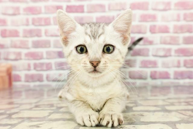 北海道のエジプシャンマウ (Coo&RIKU室蘭店/2024年3月21日生まれ/女の子/シルバー)の子猫