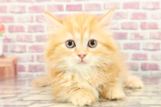 兵庫県のミヌエット (Coo&RIKU神戸三宮店/2024年3月22日生まれ/男の子/レッドタビー)の子猫