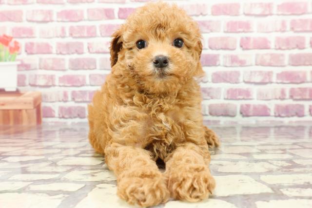 長野県のトイプードル(トイ) (Coo&RIKU綿半中野店/2024年3月23日生まれ/女の子/アプリコット)の子犬