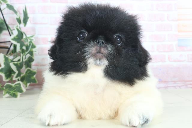 福岡県のペキニーズ (Coo&RIKU小倉店/2024年3月22日生まれ/男の子/ブラックホワイト)の子犬