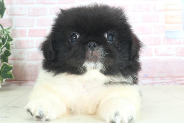 鹿児島県のペキニーズ (Coo&RIKU鹿児島店/2024年3月22日生まれ/男の子/ブラックホワイト)の子犬