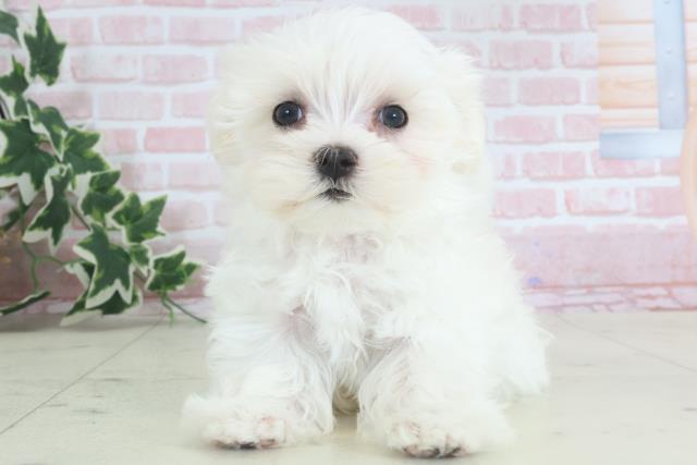 熊本県のマルチーズ (Coo&RIKU熊本店/2024年3月23日生まれ/女の子/ホワイト)の子犬