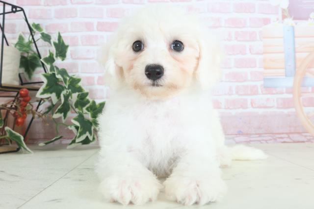 福岡県のビションフリーゼ (Coo&RIKU福岡西店/2024年3月24日生まれ/男の子/ホワイト)の子犬