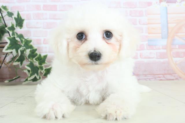 鹿児島県のビションフリーゼ (Coo&RIKU鹿児島店/2024年3月24日生まれ/女の子/ホワイト)の子犬
