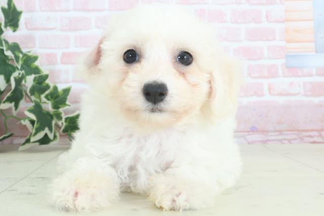福岡県のビションフリーゼ (Coo&RIKU久留米店/2024年3月24日生まれ/女の子/ホワイト)の子犬
