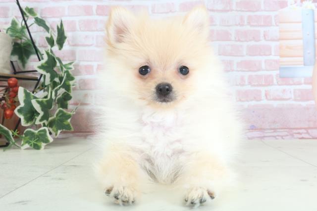 福岡県のポメラニアン (Coo&RIKU福岡西店/2024年3月17日生まれ/女の子/クリームホワイト)の子犬
