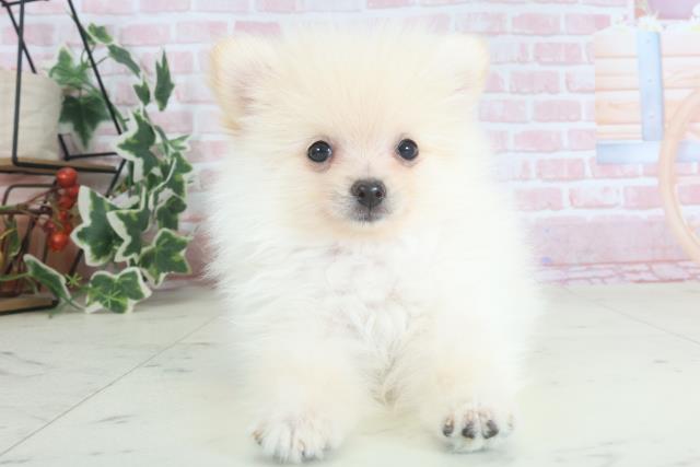 福岡県のポメラニアン (Coo&RIKU小倉店/2024年3月17日生まれ/女の子/ホワイト)の子犬