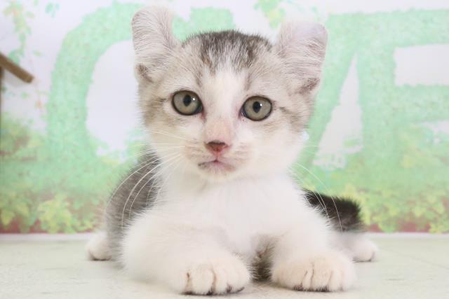 福岡県のアメリカンカール (Coo&RIKU行橋店/2024年3月20日生まれ/男の子/シルバーティックドタビーホワイト)の子猫