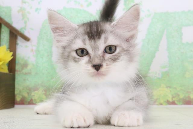 福岡県のアメリカンカール (Coo&RIKU小倉店/2024年3月20日生まれ/男の子/シルバーティックドタビーホワイト)の子猫