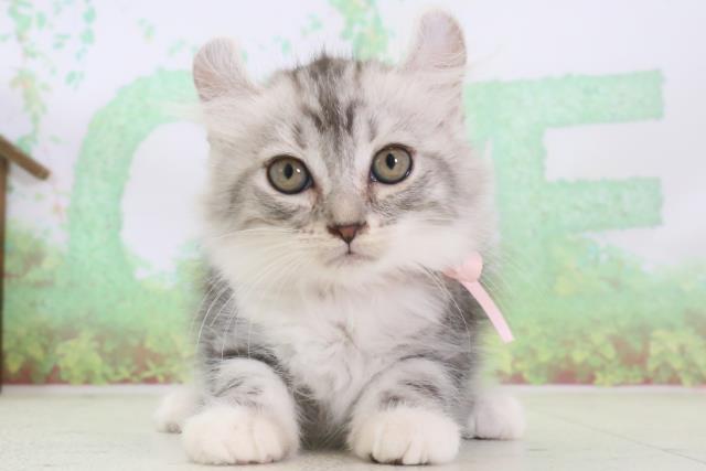 熊本県のアメリカンカール (Coo&RIKU熊本店/2024年3月20日生まれ/女の子/シルバータビーホワイト)の子猫