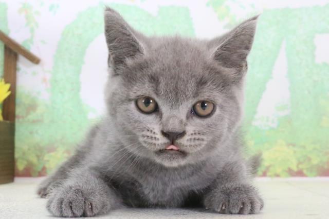 福岡県のブリティッシュショートヘアー (Coo&RIKU福岡西店/2024年3月22日生まれ/男の子/ブルー)の子猫