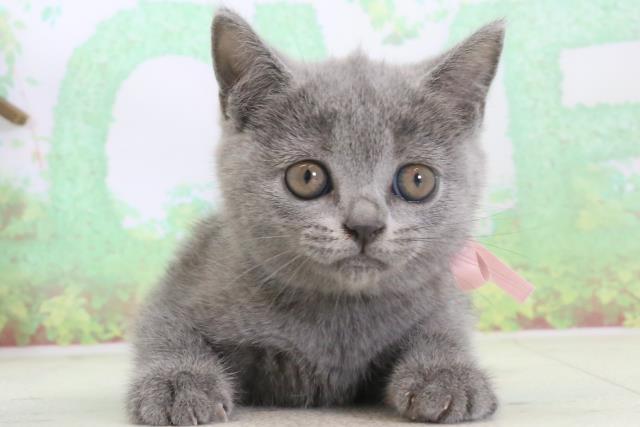 鹿児島県のブリティッシュショートヘアー (Coo&RIKU鹿児島店/2024年3月22日生まれ/女の子/ブルー)の子猫