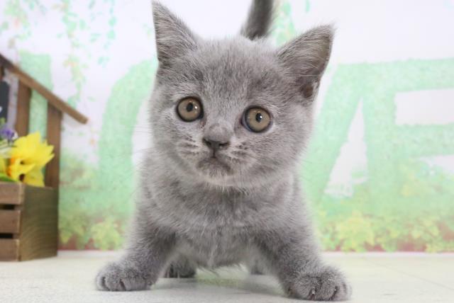 熊本県のブリティッシュショートヘアー (Coo&RIKU熊本店/2024年3月22日生まれ/女の子/ブルー)の子猫