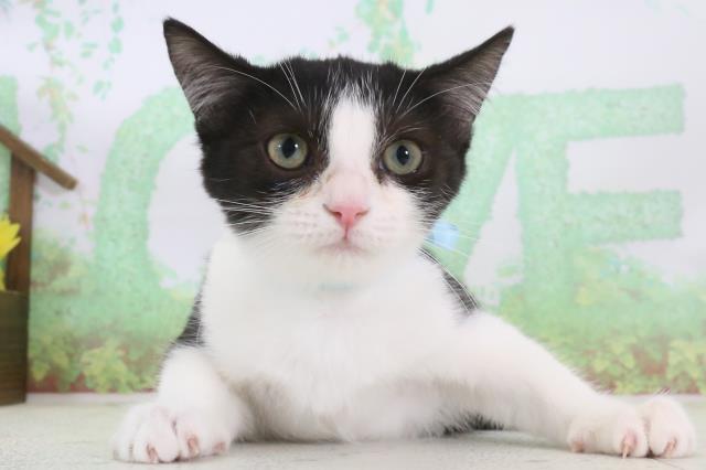 大分県のラムキン (Coo&RIKU大分店/2024年2月8日生まれ/男の子/ブラックホワイト)の子猫
