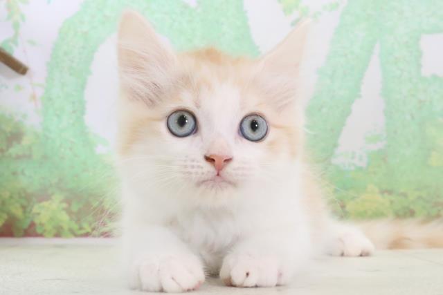 福岡県のサイベリアン (Coo&RIKU大牟田店/2024年3月3日生まれ/男の子/レッドタビー)の子猫