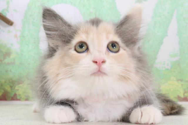 福岡県のノルウェージャンフォレストキャット (Coo&RIKU久留米店/2024年3月8日生まれ/女の子/シルバーパッチドタビーホワイト)の子猫