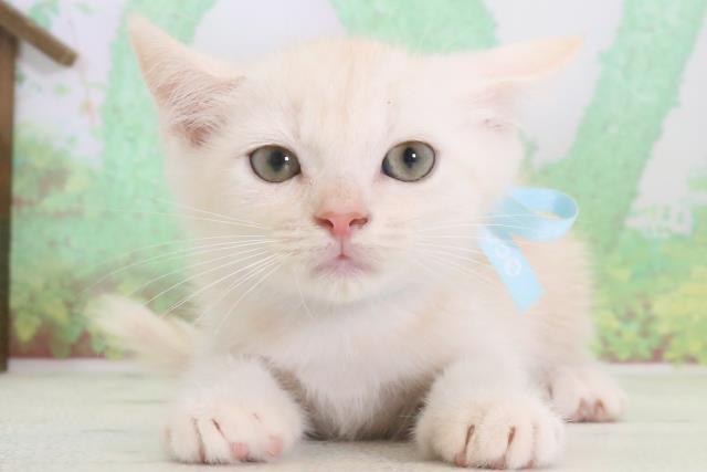 鹿児島県のマンチカン (Coo&RIKU鹿児島店/2024年3月17日生まれ/男の子/クリームタビー)の子猫